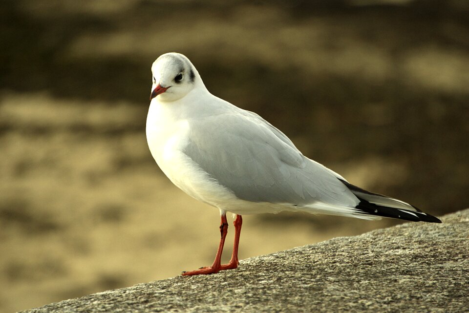 Bird animals ocean