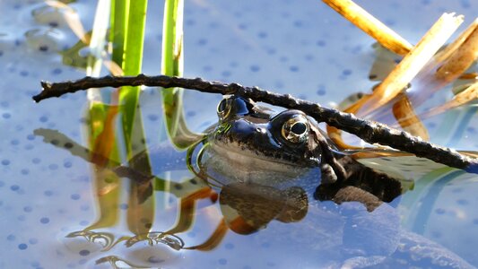Amphibian wildlife nature