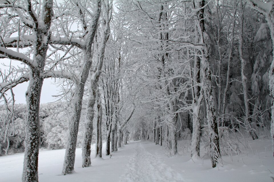 Winter snow winter forest