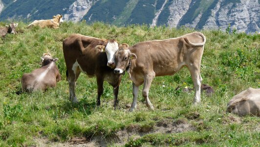 Beef cattle mountains