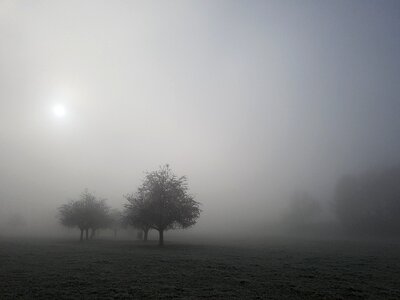 Mood landscape tree photo