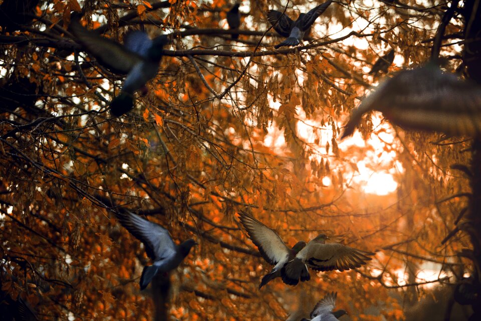 Bird nature landscape