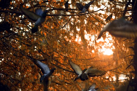 Bird nature landscape