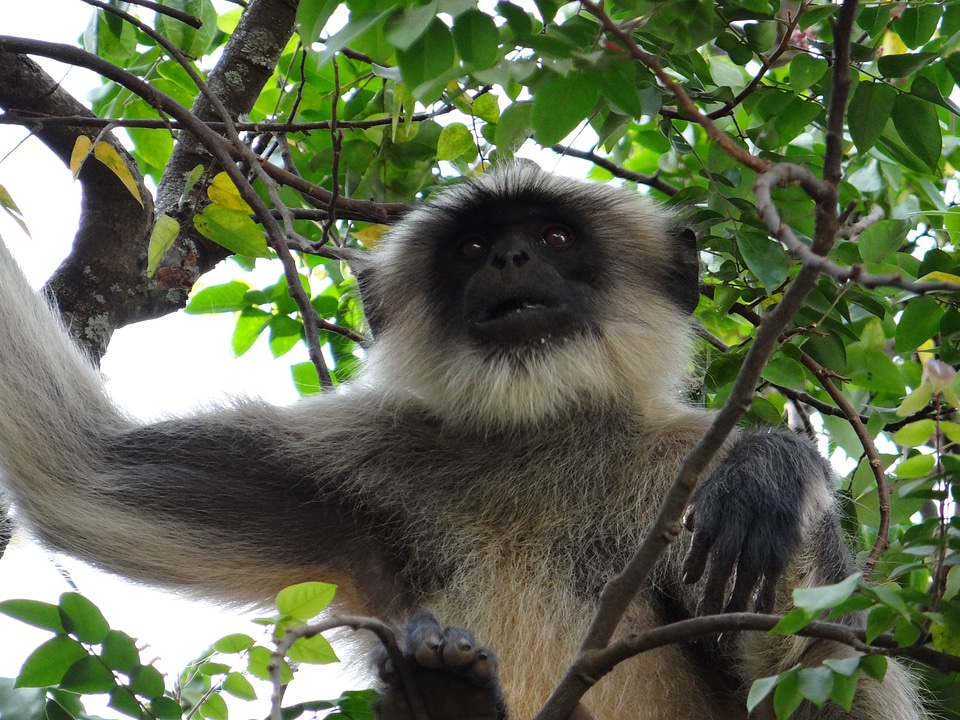 India animal wildlife