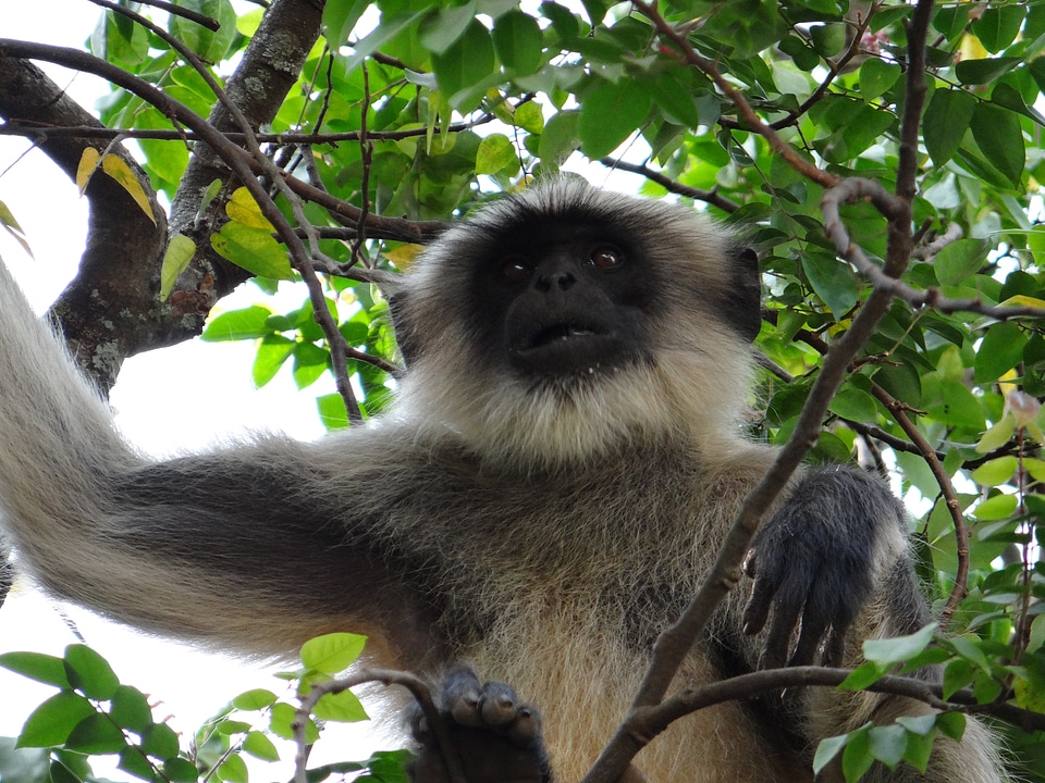 India animal wildlife photo