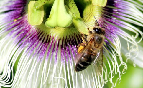 Collect honey purple insect photo