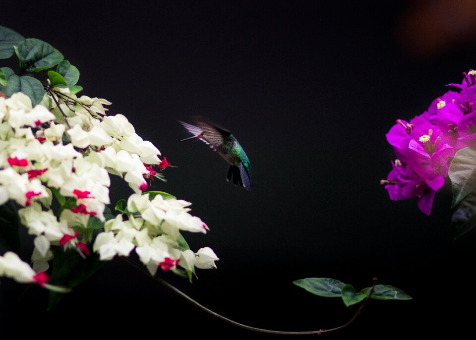 Flying color feather