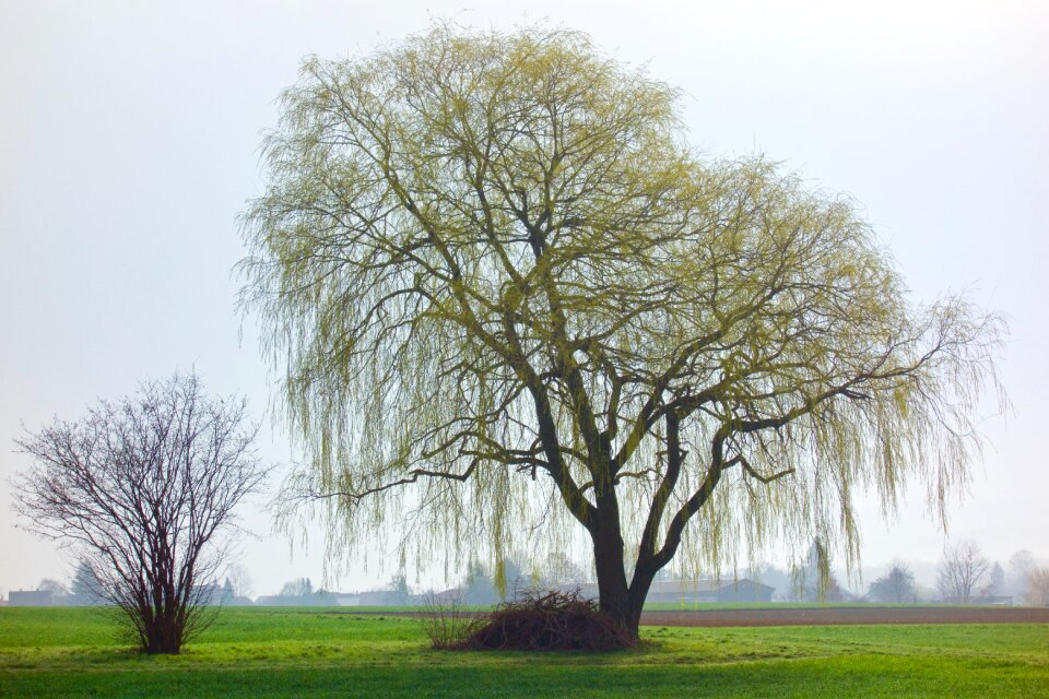 Nature landscape old tree