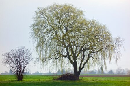 Nature landscape old tree photo