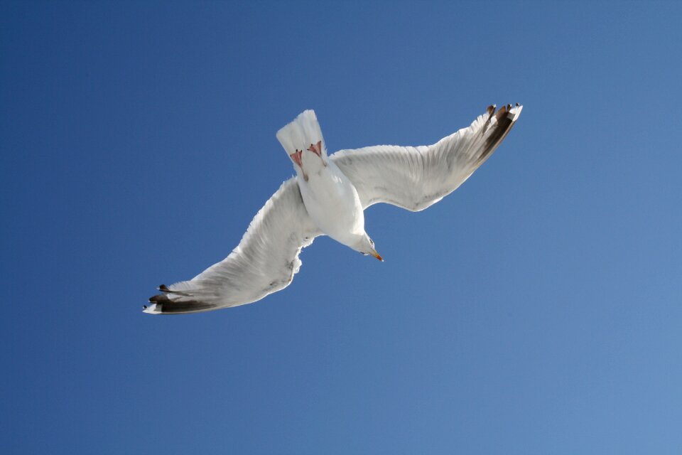 Gull sky blue