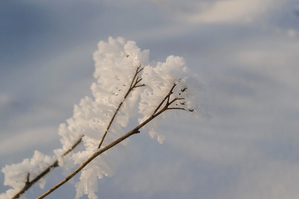 Frost biel not cold