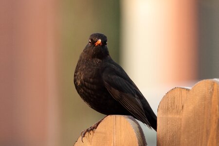 Songbird blackbird male nature