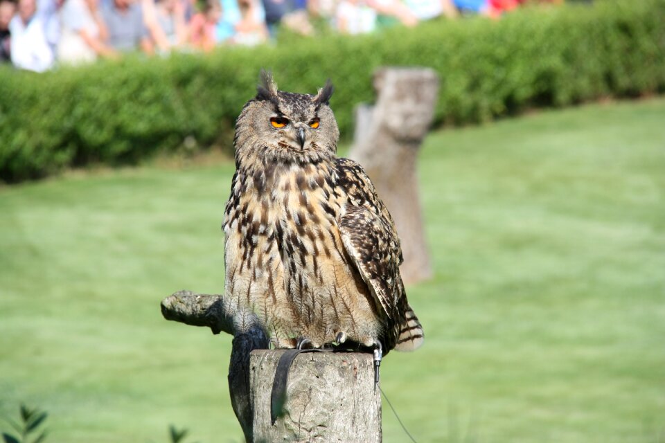 Birds eagle owl bird park marlow