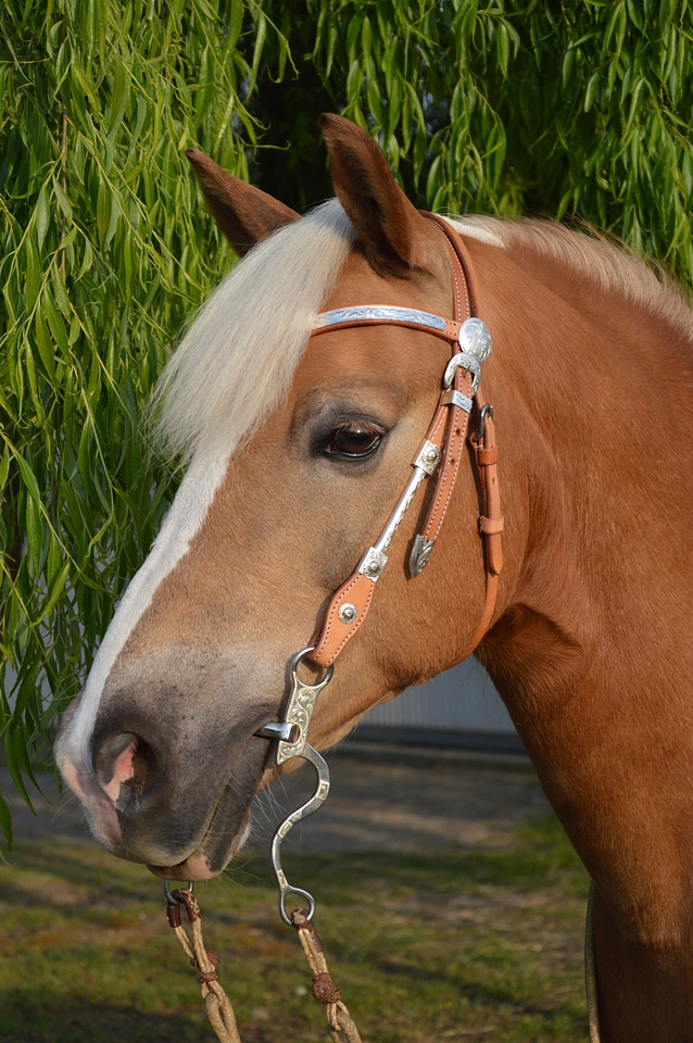 Attention friendly show bridle