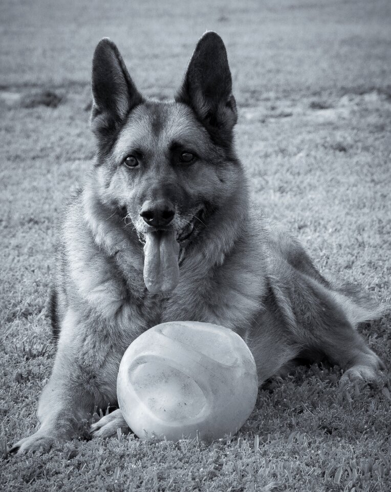 Breed german shepherd