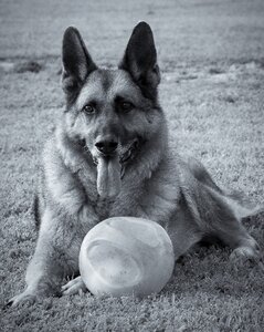 Breed german shepherd