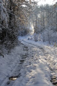 Tree forest snowy photo