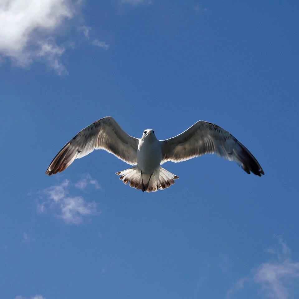 Bird sea ​​birds water