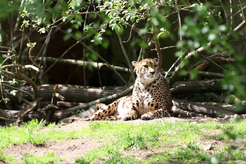 Animals predators feline