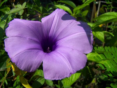 Cairica flower africa