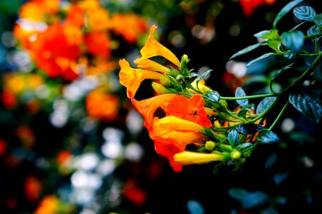 Petal leaves garden