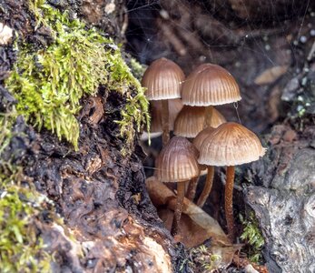 Moisture forest autumn photo