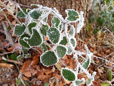 Leaf frozen frost photo
