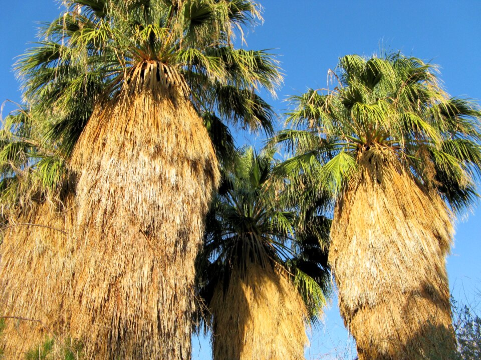 Palms tropical