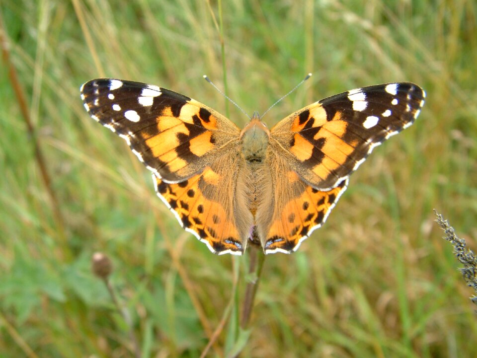 Lady painted nature