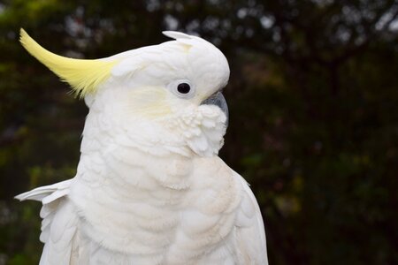Sydney animal wildlife