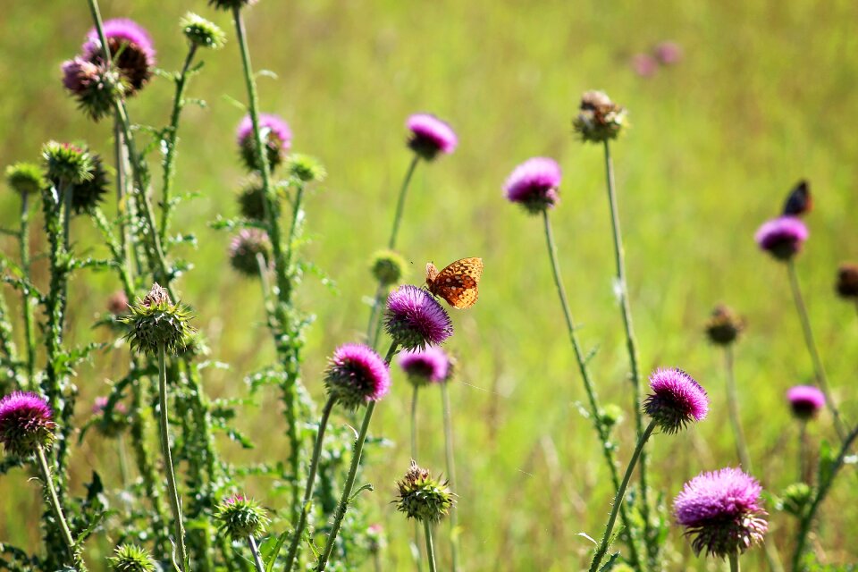 Flower nature summer