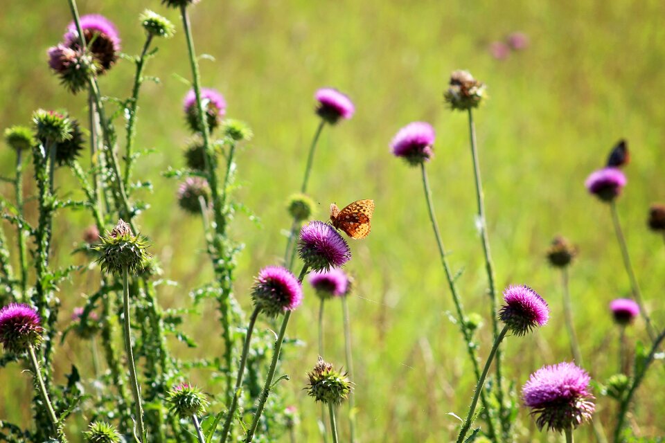 Flower nature summer photo