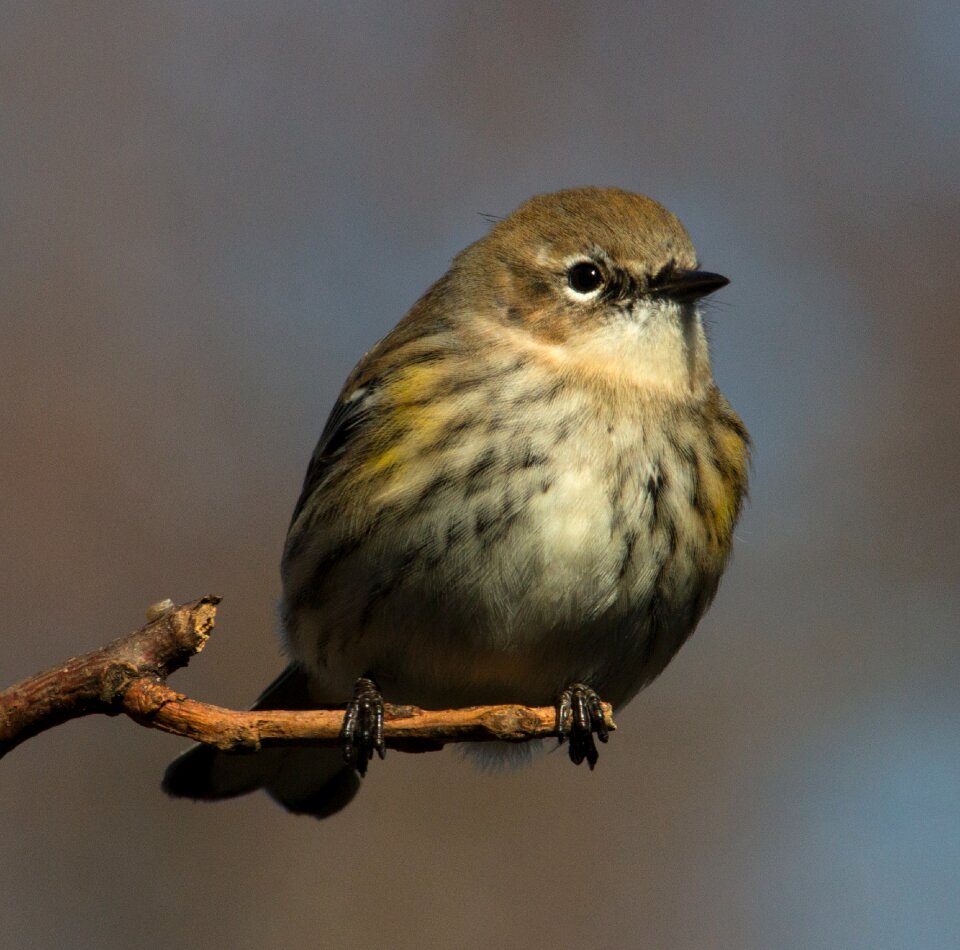 Warbler setophaga coronata perched