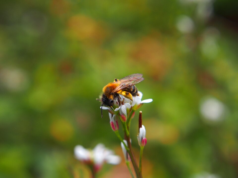 Insect spring flower
