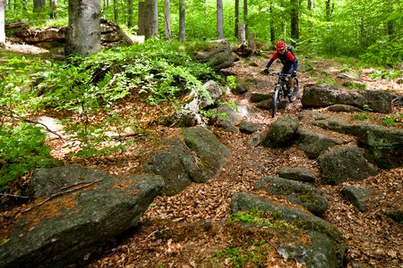 Forest stones round