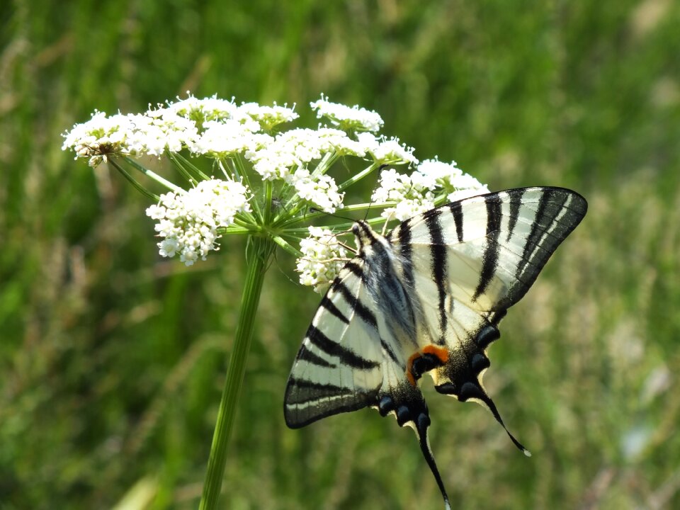 Fauna butterfly monarch