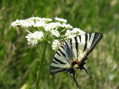Fauna butterfly monarch