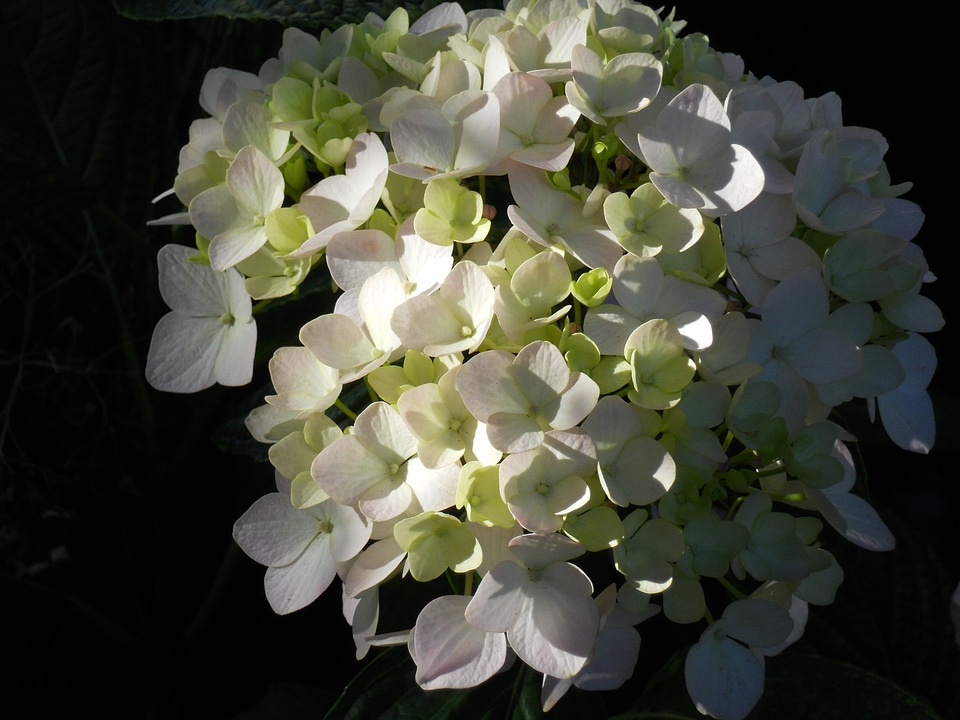Blossoms bouquet bunch