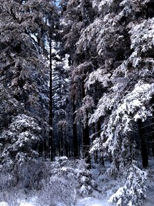 Winter landscape tree forest