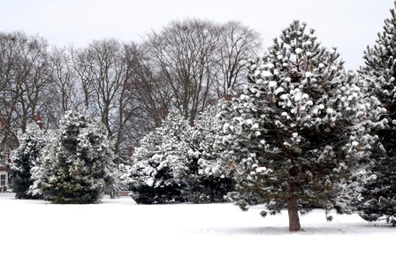 Cold snowfall tree photo