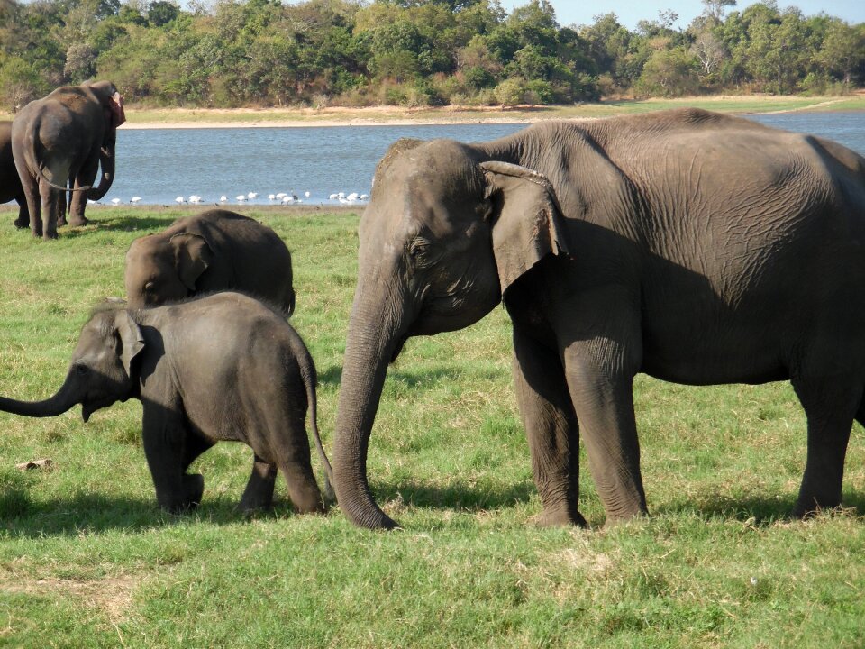 Asia safari tourism