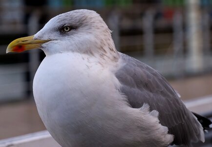 Seagull animal freedom