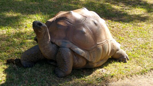 Animals carapace reptile