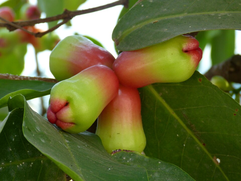 Tropical fruits market photo