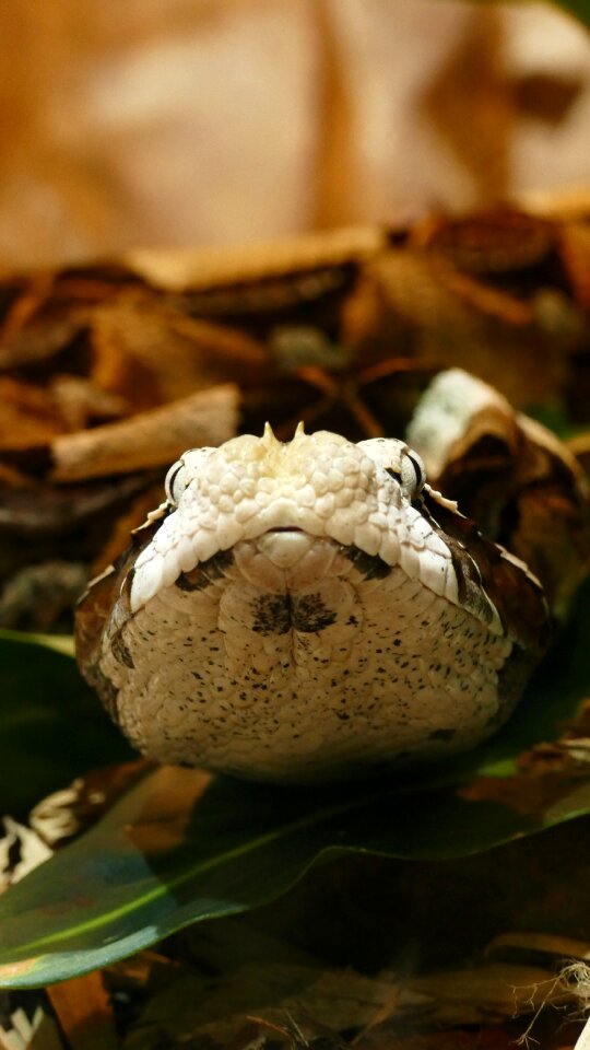 Wild serpent coldblooded