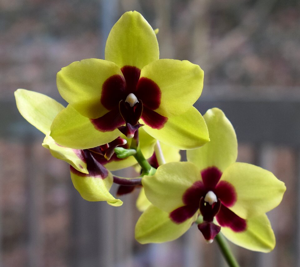 Yellow red pot plant