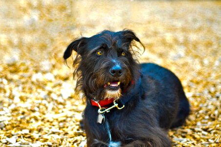 Canine pet breed
