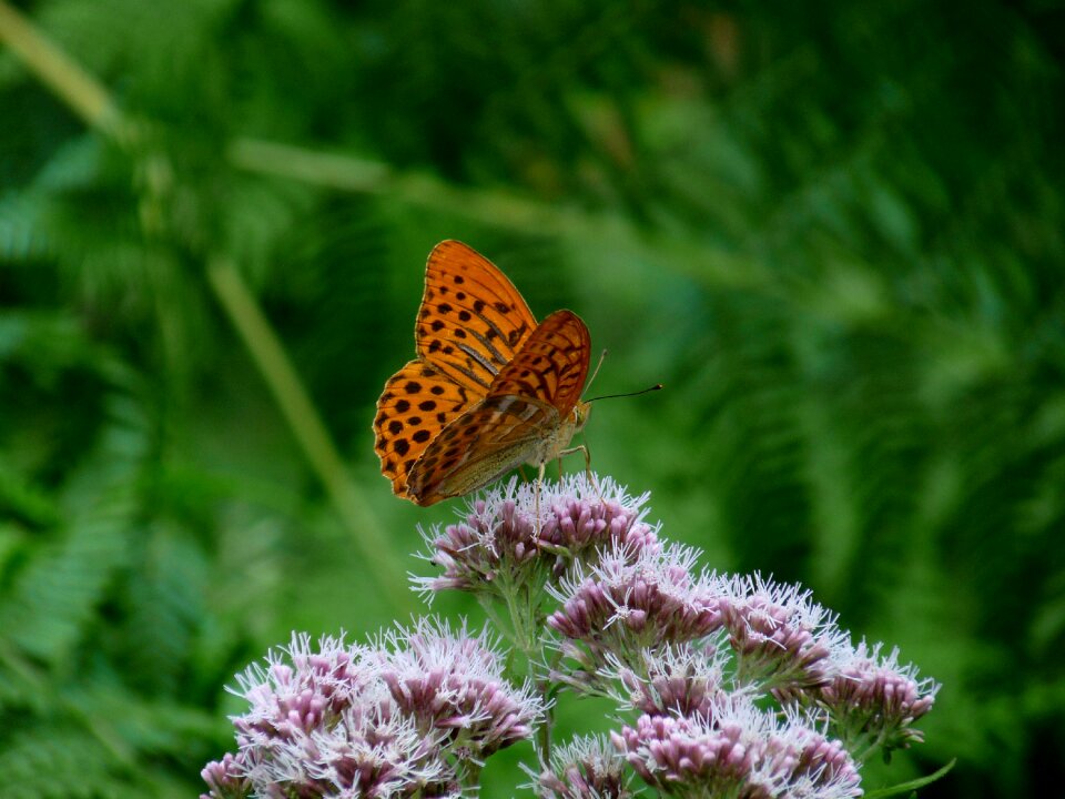 Butterflies flowers nature