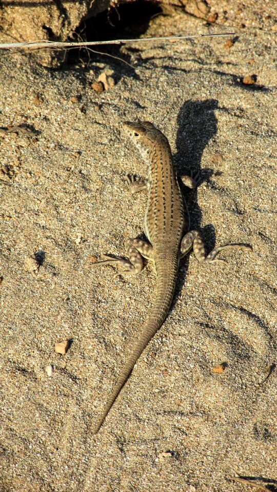 Reptile nature animal