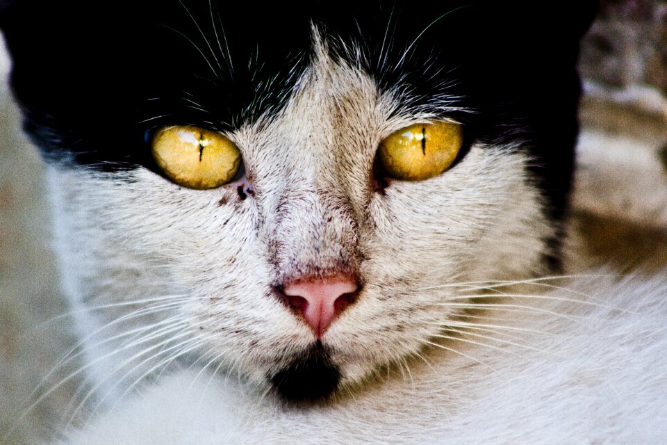Yellow eyes the homeless portrait